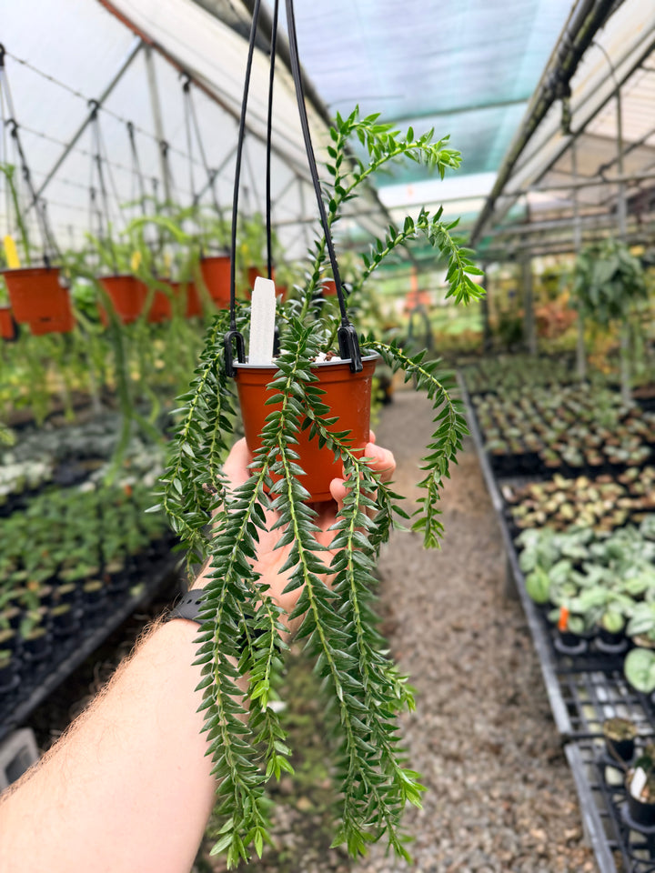 Handpicked #232 - Phlegmariurus Phlegmarioides X Phlegmariurus Ledermannii - Tassel Fern