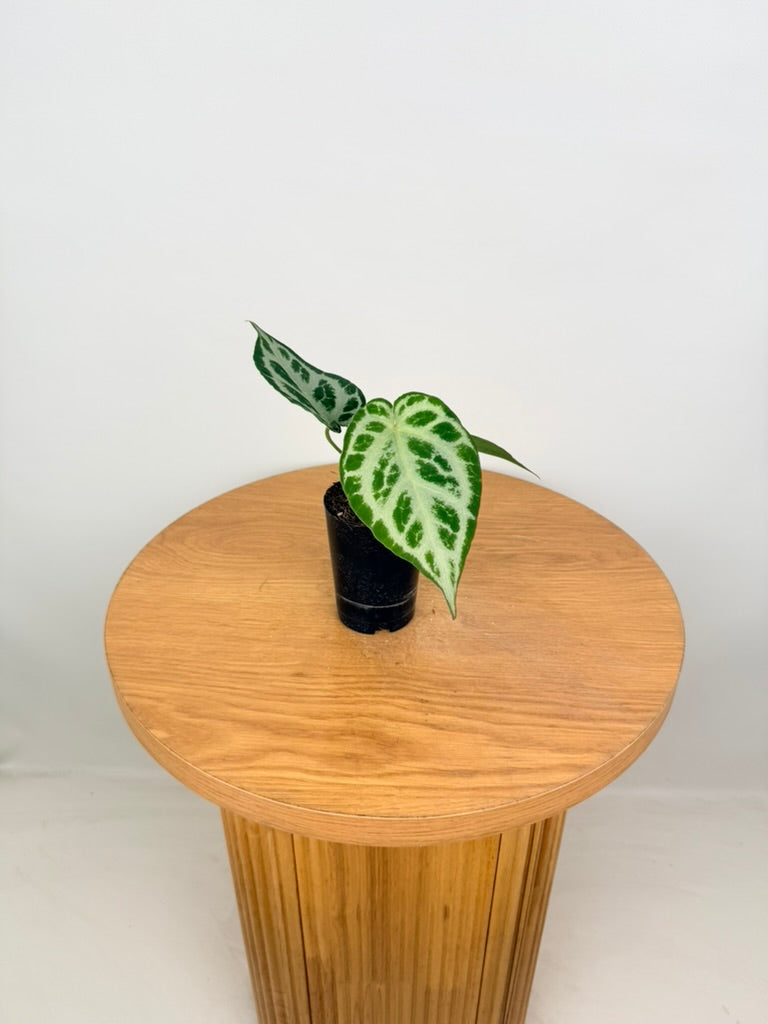 Anthurium Crystallinum Silver Blush X Warocqueanum - Imperfect Foliage