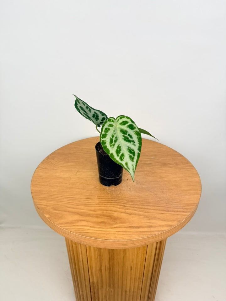 Anthurium Crystallinum Silver Blush X Warocqueanum - Imperfect Foliage