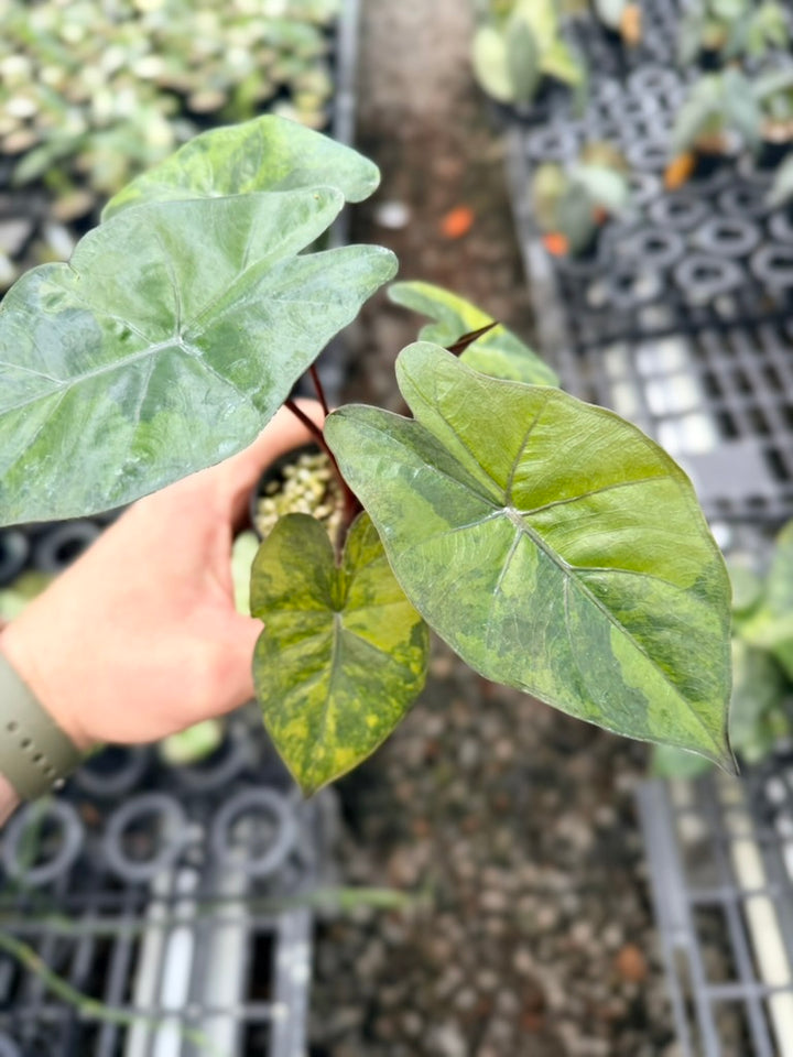 Handpicked #25 - Alocasia Yucatan Princess Variegata