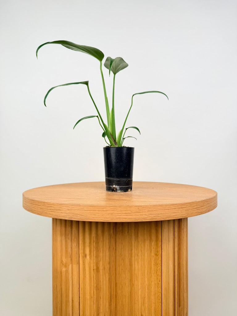 Monstera Burle Marx Flame