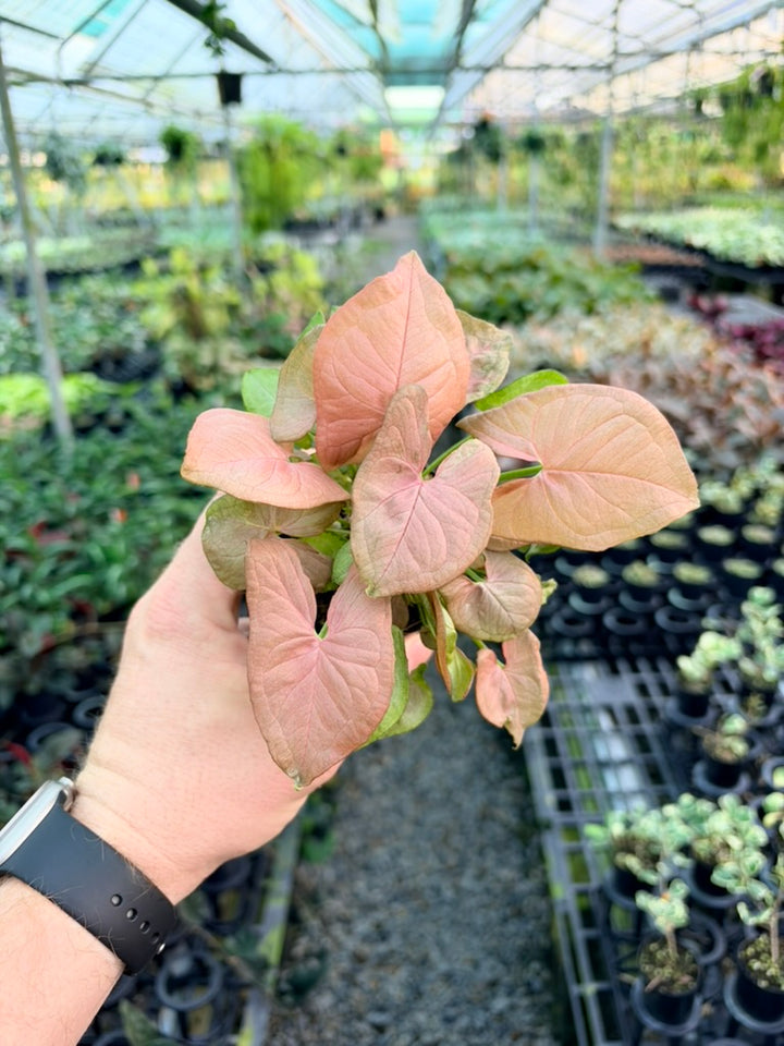 Syngonium Podophyllum - Neon - Mini