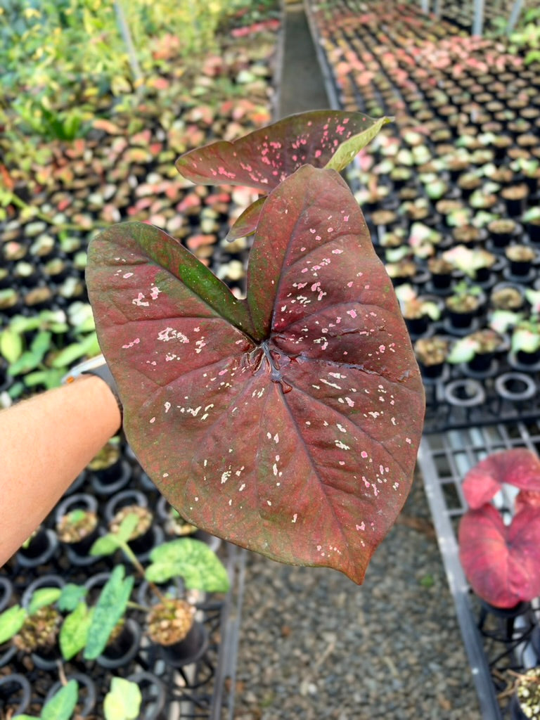 Handpicked #89 - Caladium Bicolor - NOID