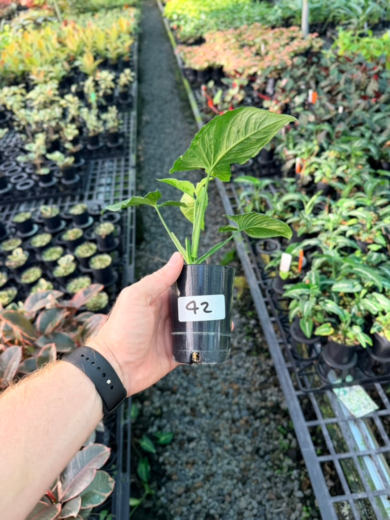 Handpicked #42 - Syngonium Wendlandii - Scrambled Eggs