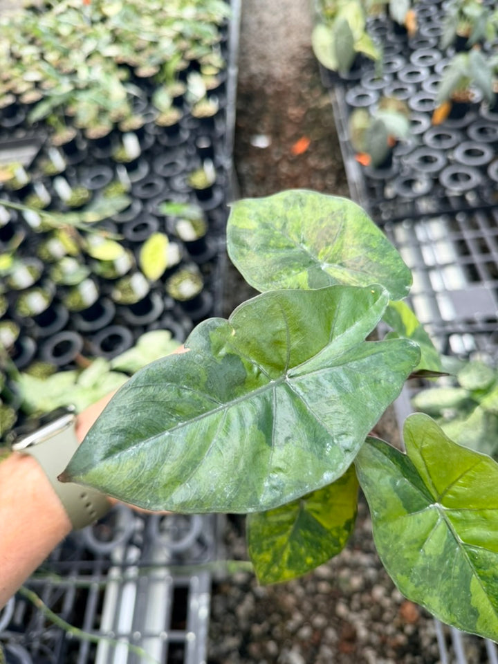 Handpicked #25 - Alocasia Yucatan Princess Variegata