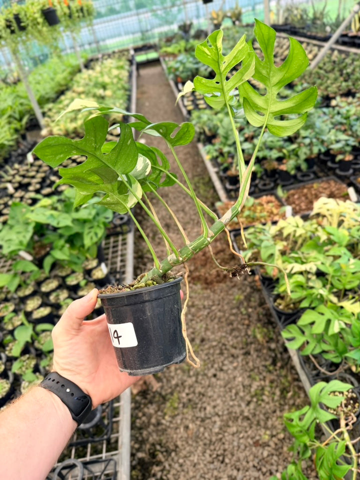 Handpicked #14 -  Rhaphidophora Tetrasperma Variegata Albo