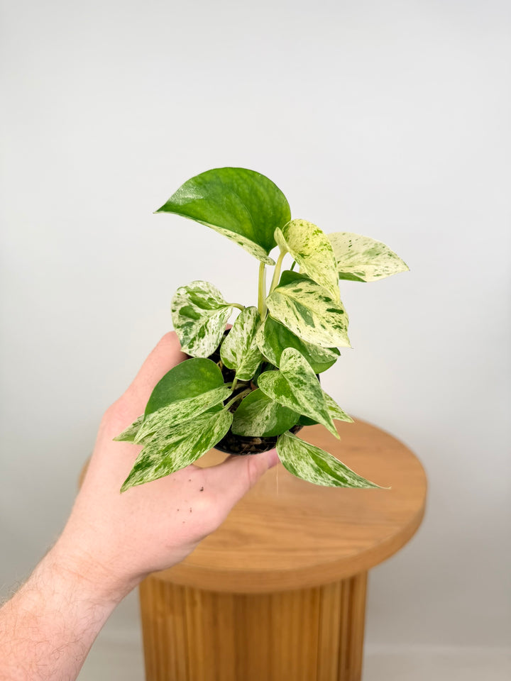 Epipremnum Aureum - Marble Queen