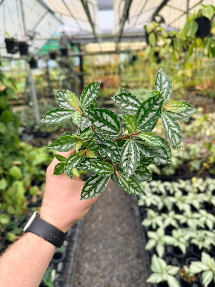Pilea Cadierei