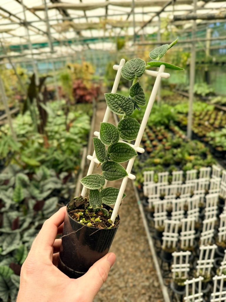 Rhaphidophora Versteegii