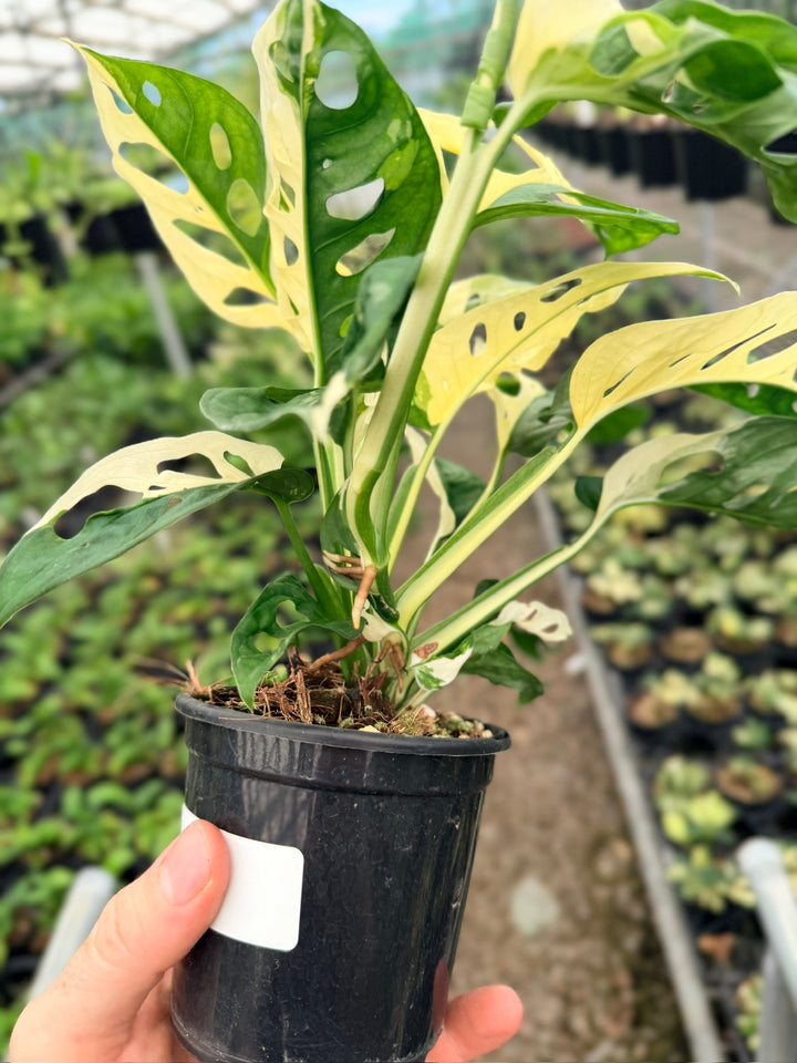 Handpicked #130 - Monstera Adansonii - Monkey Mask - Variegated Albo - Double Planted