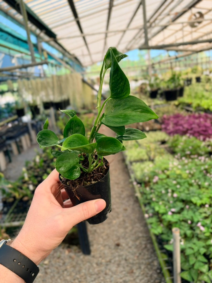 Epipremnum Aureum - Shangri La