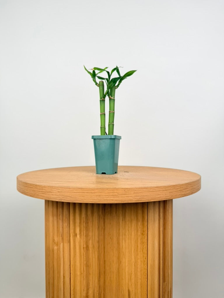 Dracaena Sanderiana - Lucky Bamboo