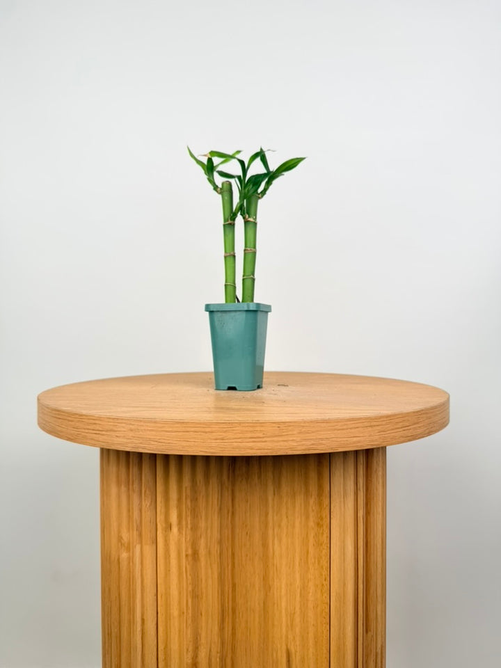 Dracaena Sanderiana - Lucky Bamboo