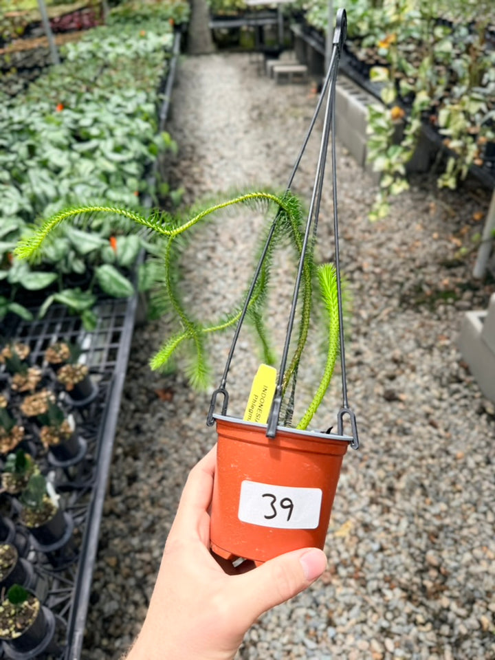 Handpicked #39 - Phlegmariurus Squarrosus [Huperzia Squarrosa] - Indonesian Long stem Tassel Fern