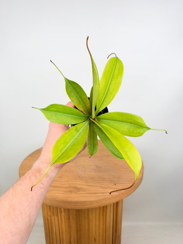 Nepenthes Gentle - Imperfect Foliage