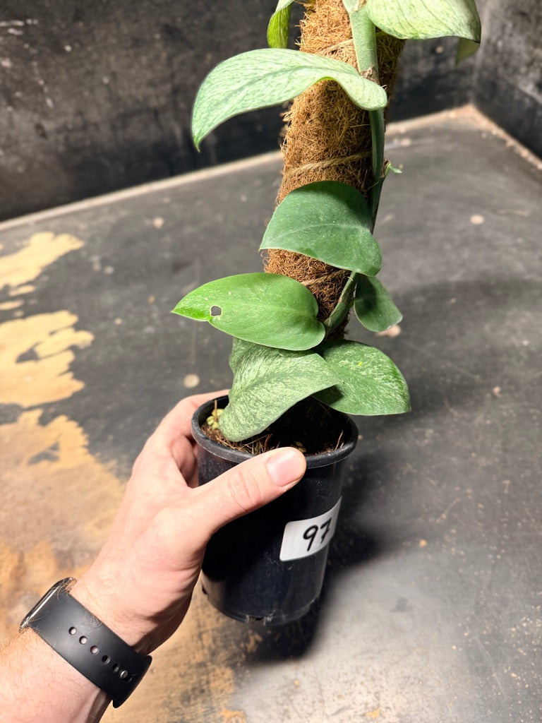 Handpicked #97 - Rhaphidophora Hongkongensis Mint Totem - 100mm Pot