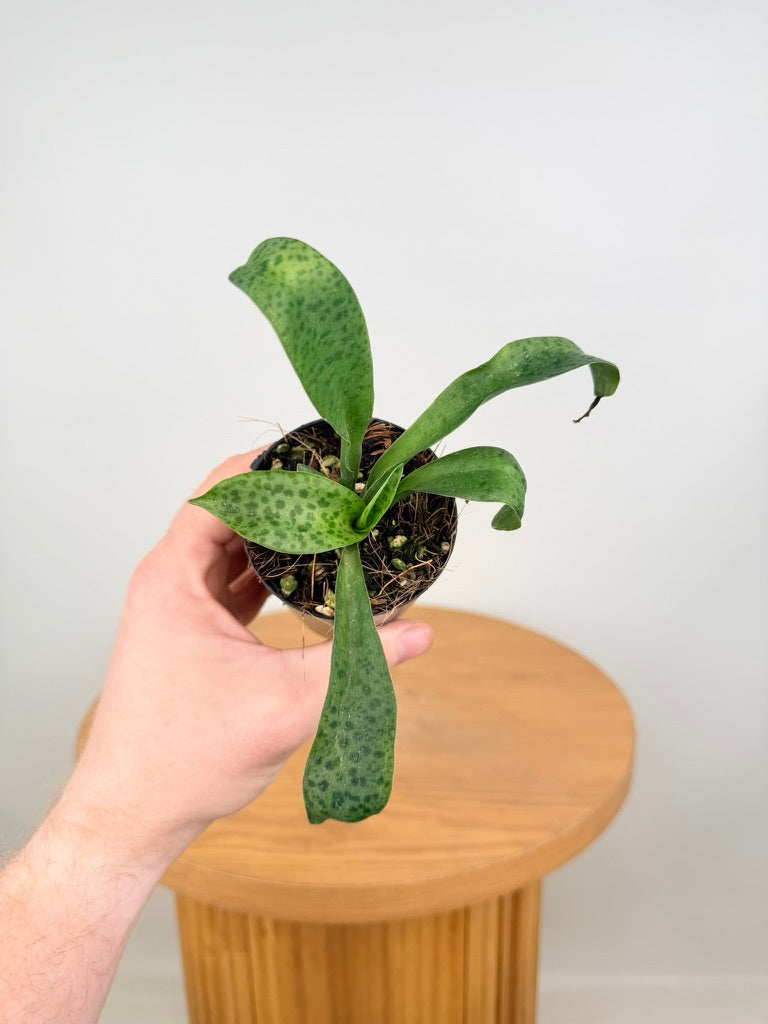 Ledebouria Petiolata - Leopard