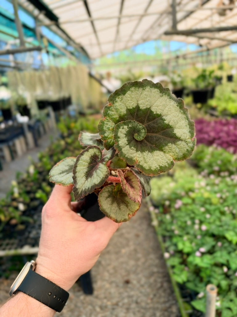 Begonia Rex - Escargot - Imperfect Foliage