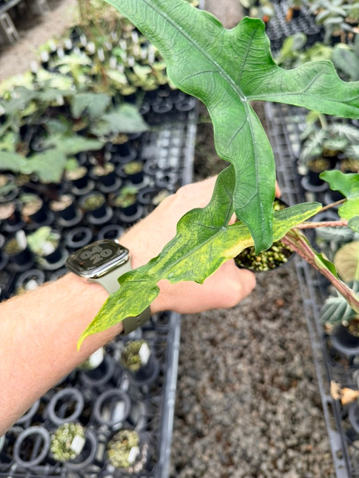 Handpicked #22 - Alocasia sp Sulewasi 'Sabrina Narrow' - Aurea Variegata