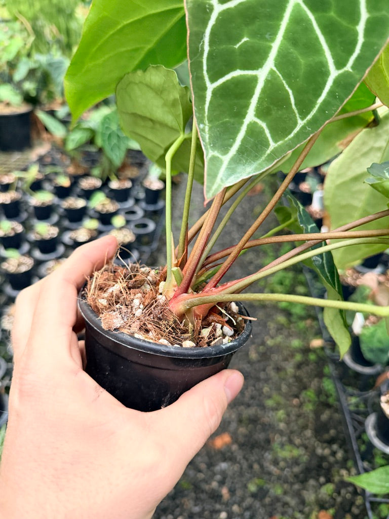 Handpicked #134 - Anthurium Crystallinum - Multi Headed
