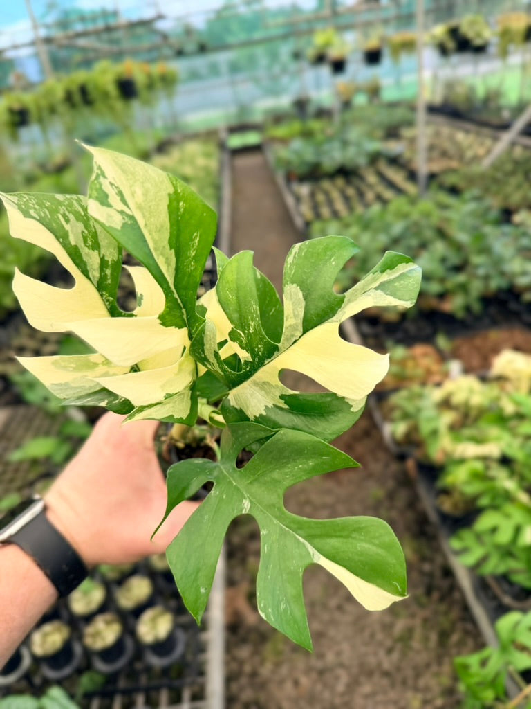 Handpicked #12 - Rhaphidophora Tetrasperma Variegata Albo