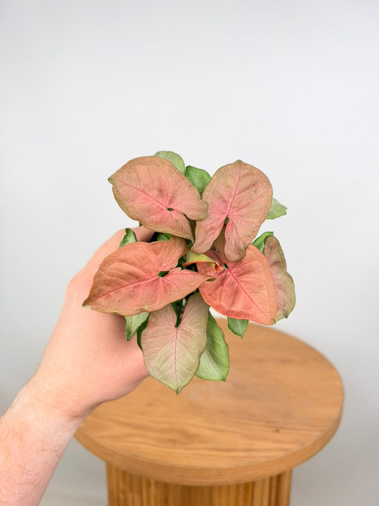 Syngonium Podophyllum - Neon - Mini