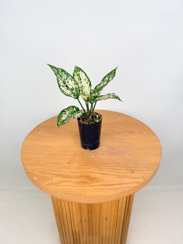 Aglaonema Commutatum - Thai Snowflake