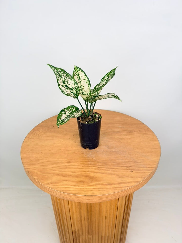 Aglaonema Commutatum - Thai Snowflake