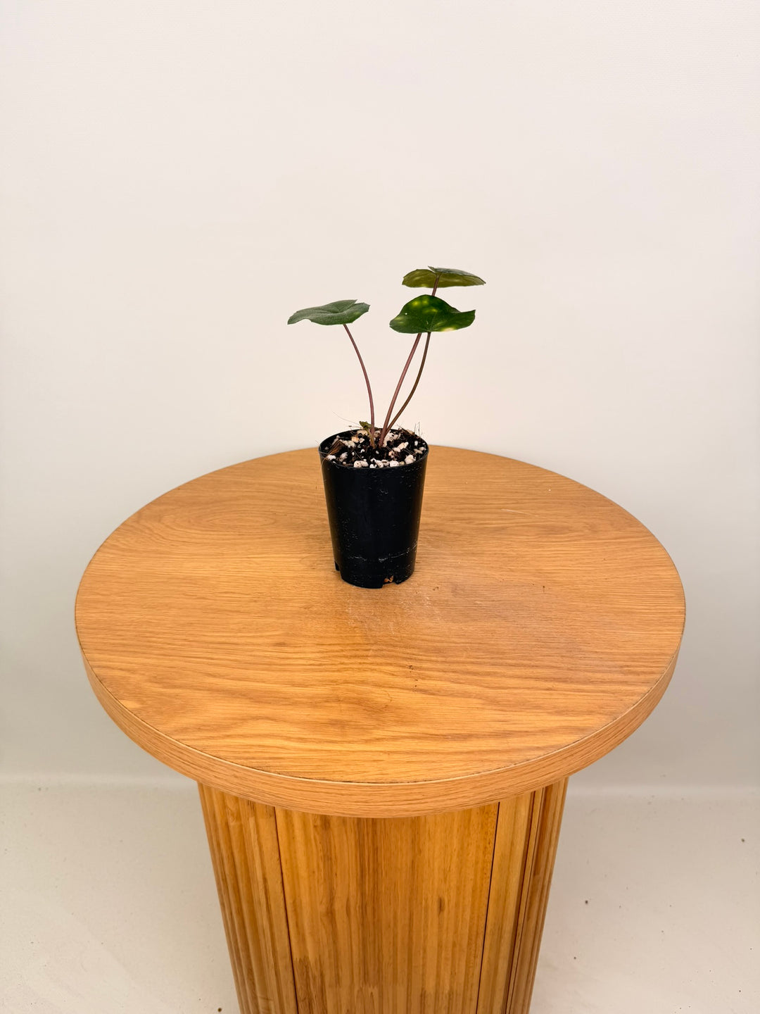 Farfugium Japonicum - Aureomaculatum