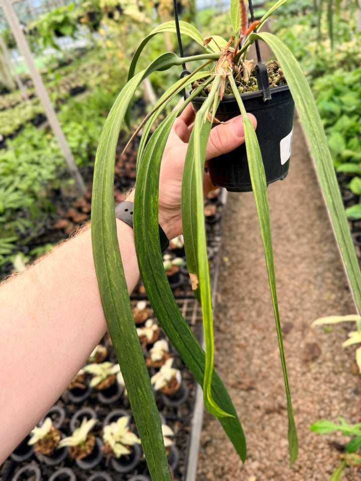 Handpicked #16 - Anthurium Vittariifolium Variegata