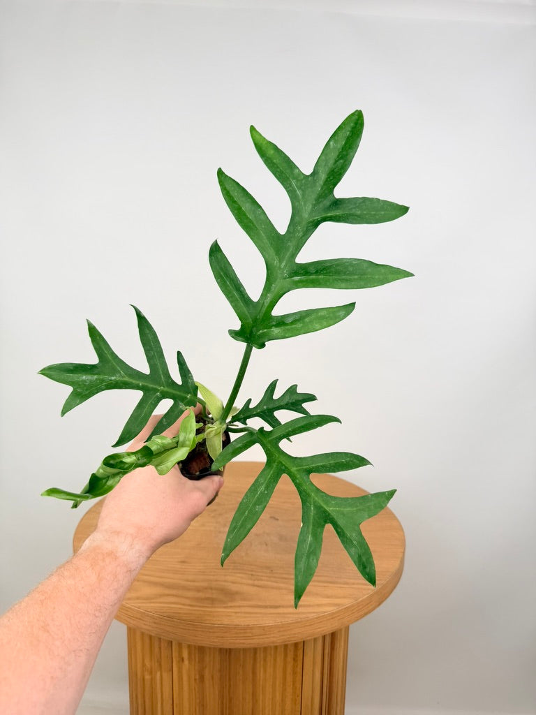 Philodendron Distantilobum