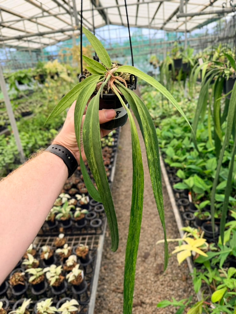 Handpicked #18 - Anthurium Vittariifolium Variegata