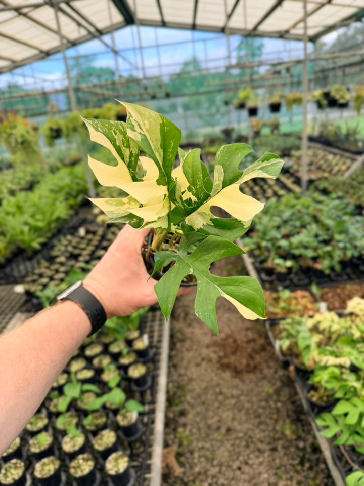 Handpicked #12 - Rhaphidophora Tetrasperma Variegata Albo