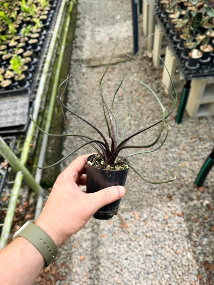 Alocasia Plumbea - Flying Squid 🦑