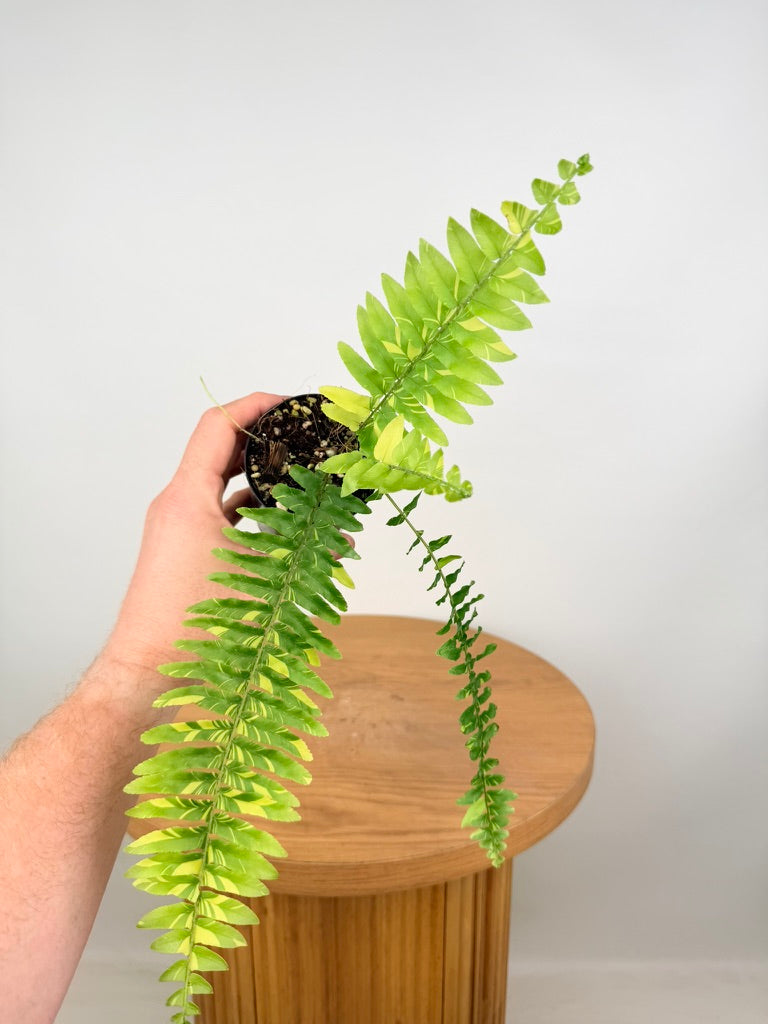 Nephrolepis Exaltata Variegata - Boston Tiger Fern