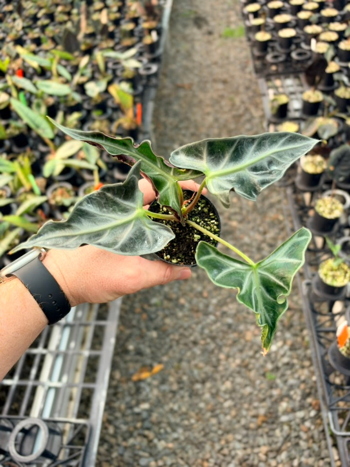 Handpicked #82 - Alocasia Loco