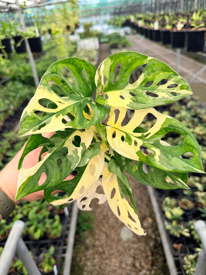 Handpicked #126 - Monstera Adansonii - Monkey Mask - Variegated Albo - Double Planted