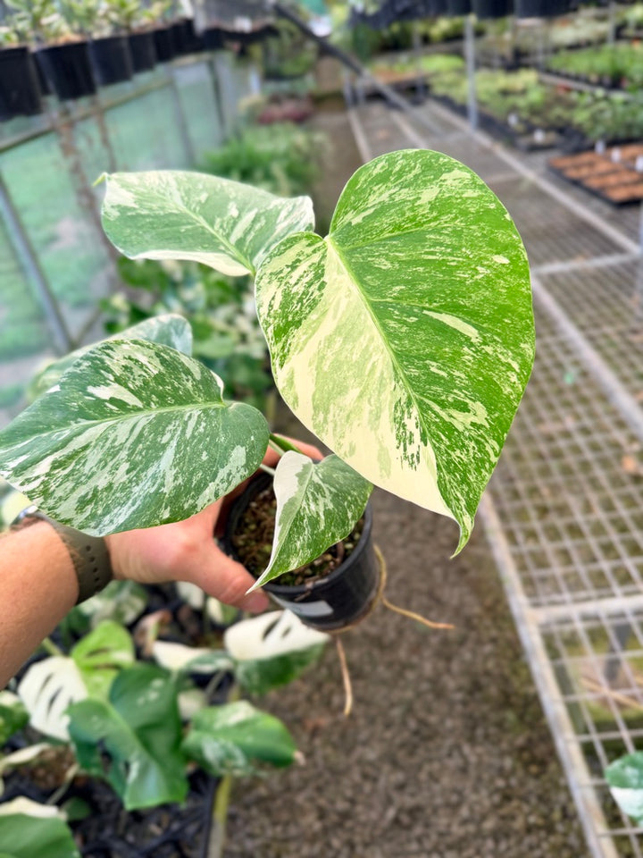Handpicked #139 - Monstera Deliciosa Borsigiana Variegated Albo