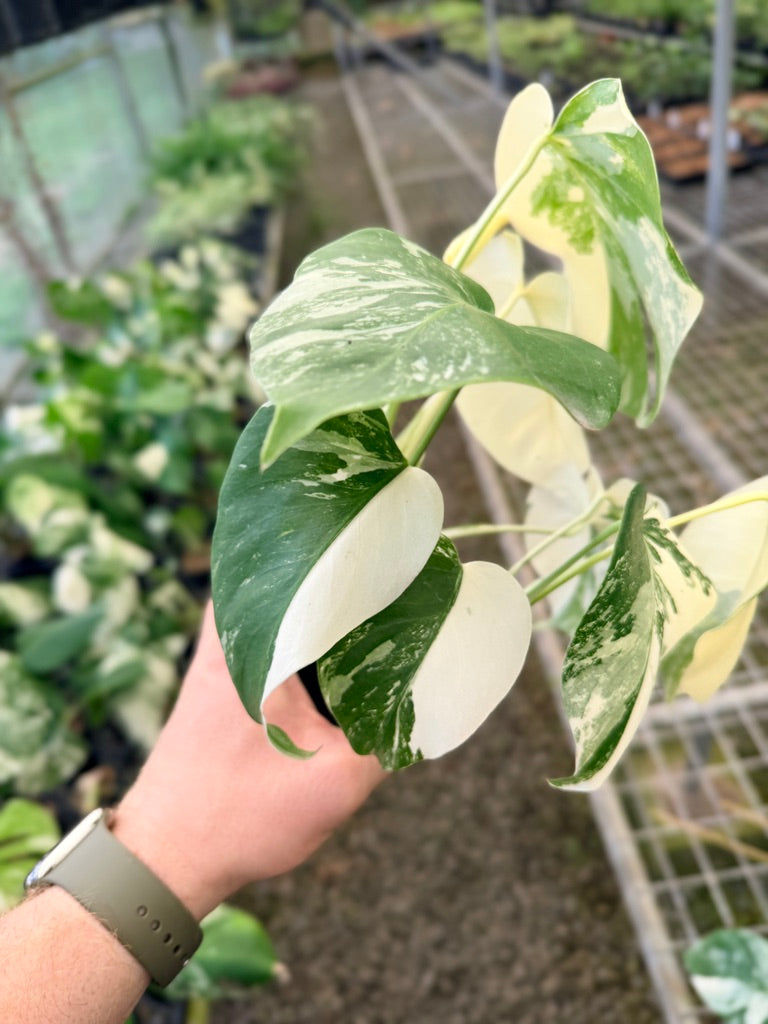 Handpicked #136 - Monstera Deliciosa Borsigiana Variegated Albo