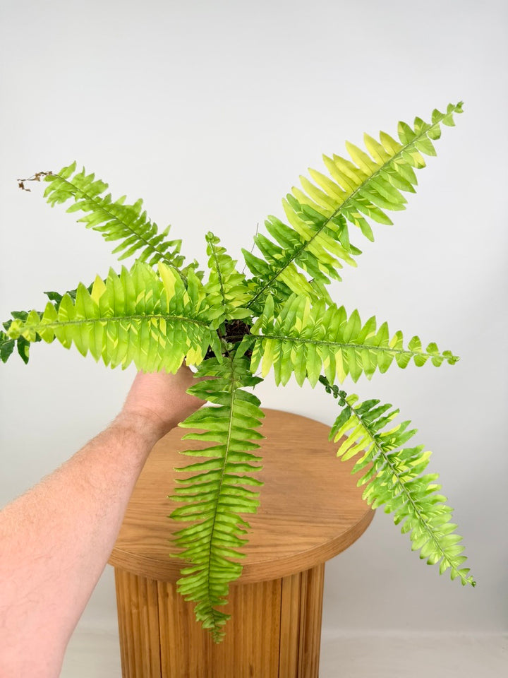 Nephrolepis Exaltata Variegata - Boston Tiger Fern