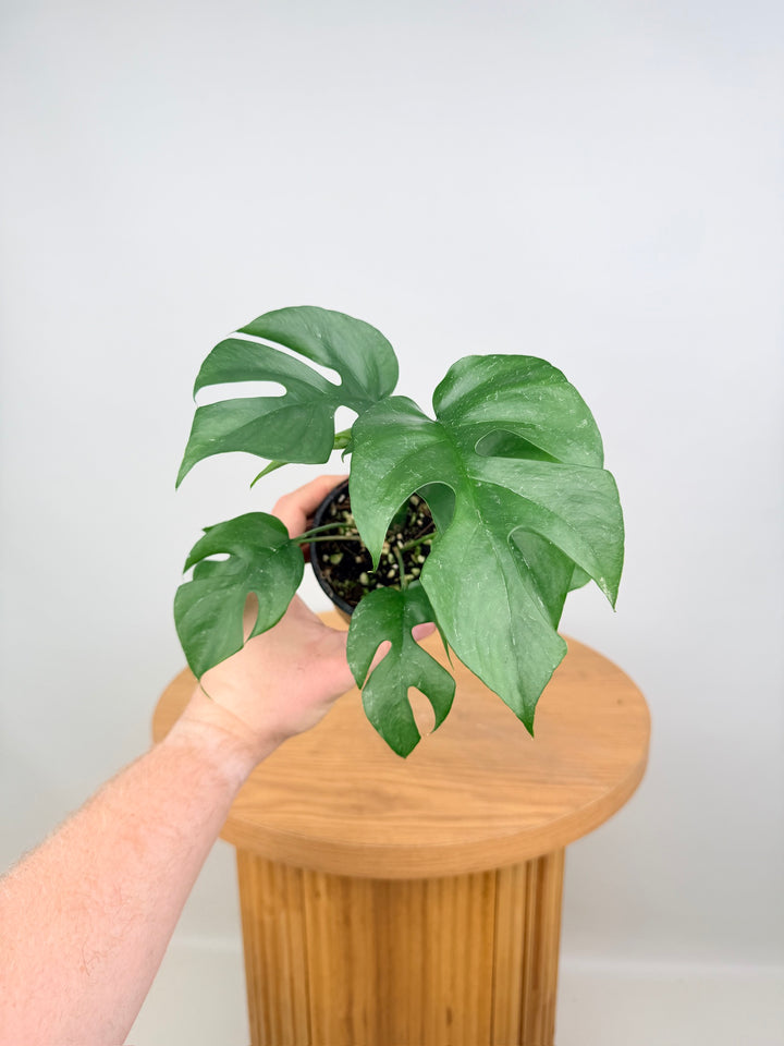 Rhaphidophora Tetrasperma