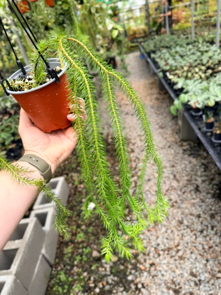 Handpicked #34 - Phlegmariurus squarrosus [Huperzia Squarrosa] - QLD Fine Rock Tassel Fern