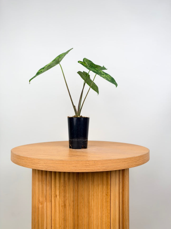 Caladium Bicolor - Frog in a Blender