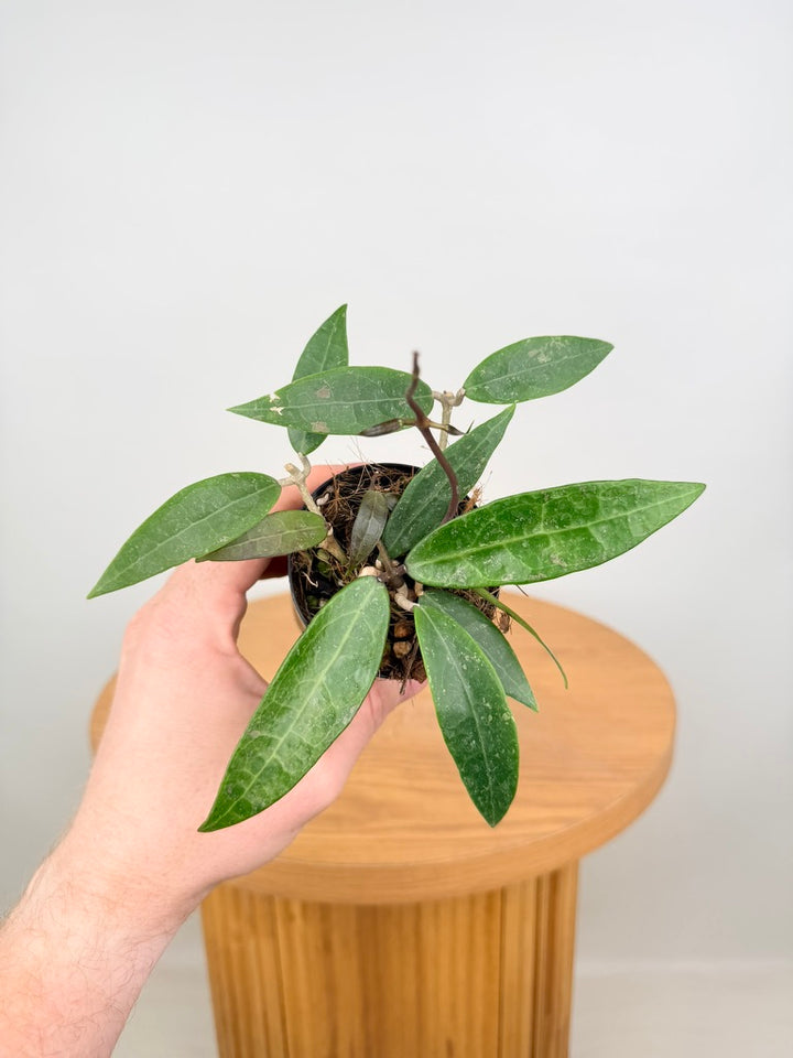 Hoya Acuta - Pink