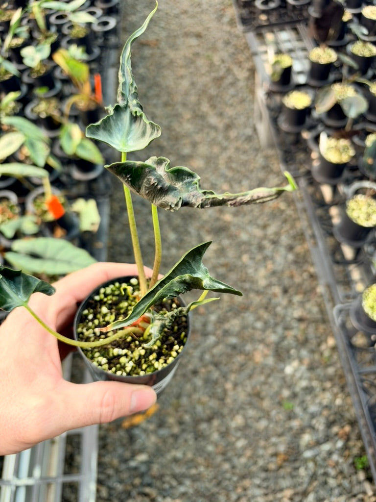 Handpicked #85 - Alocasia Loco