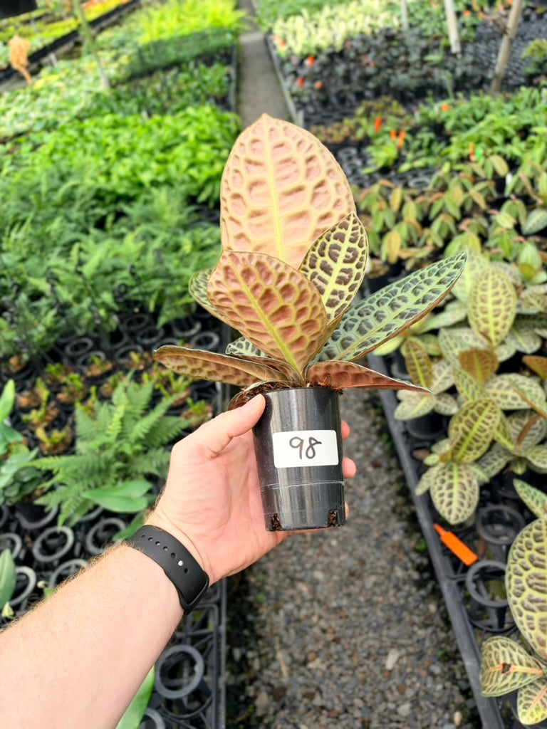 Handpicked #98 - Labisia Beccarii - Turtleback