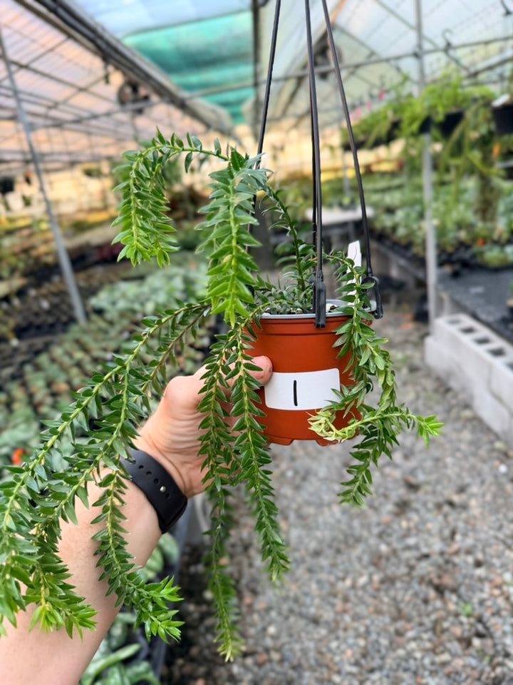 Handpicked #1 - Phlegmariurus Phlegmarioides X Phlegmariurus Ledermannii - Tassel Fern
