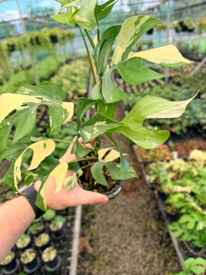 Handpicked #13 - Rhaphidophora Tetrasperma Variegata Albo