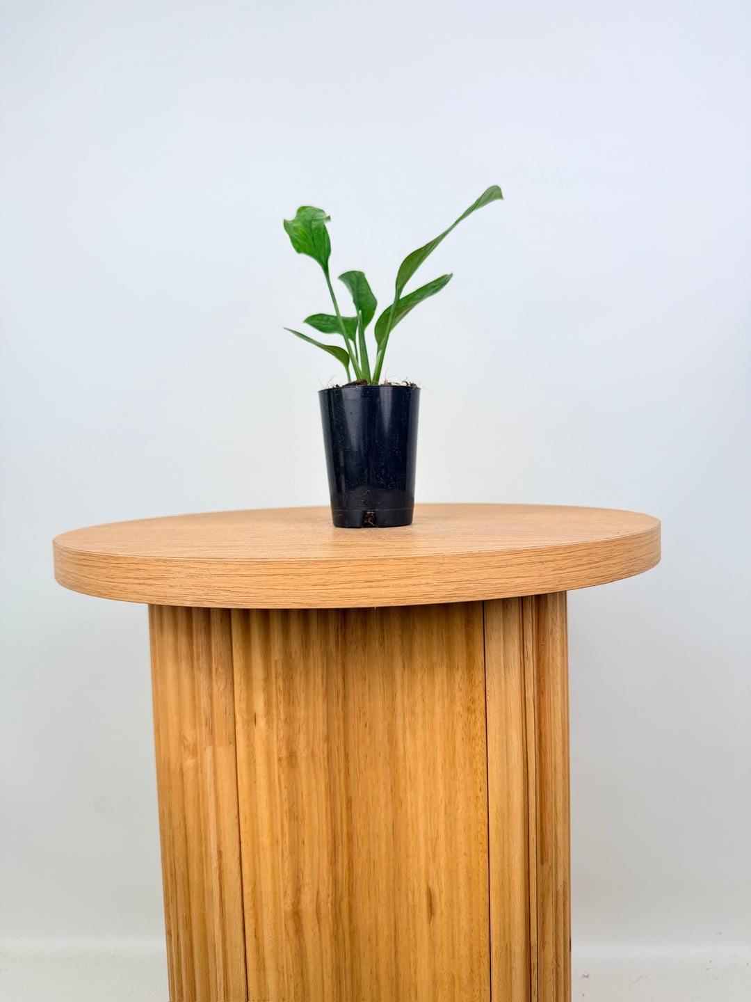 Monstera Pinnatipartita
