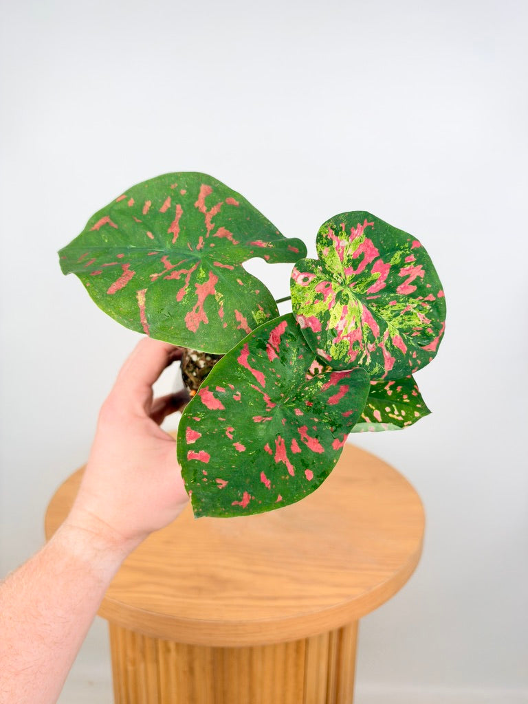 Caladium Bicolor - Raspberry Moon